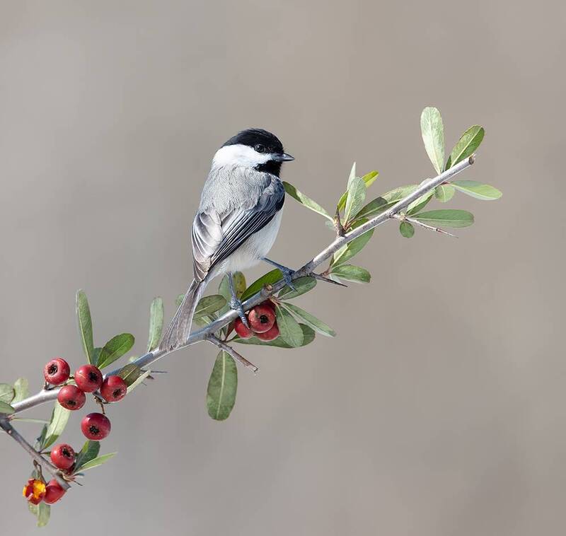 black-capped chickadee, chickadee, синичка, птицы, bird, birds, wild, nature, черношапочная гаичка, гаичка, winter, winter bird, зима Черношапочная гаичка - Black-capped Chickadee фото превью