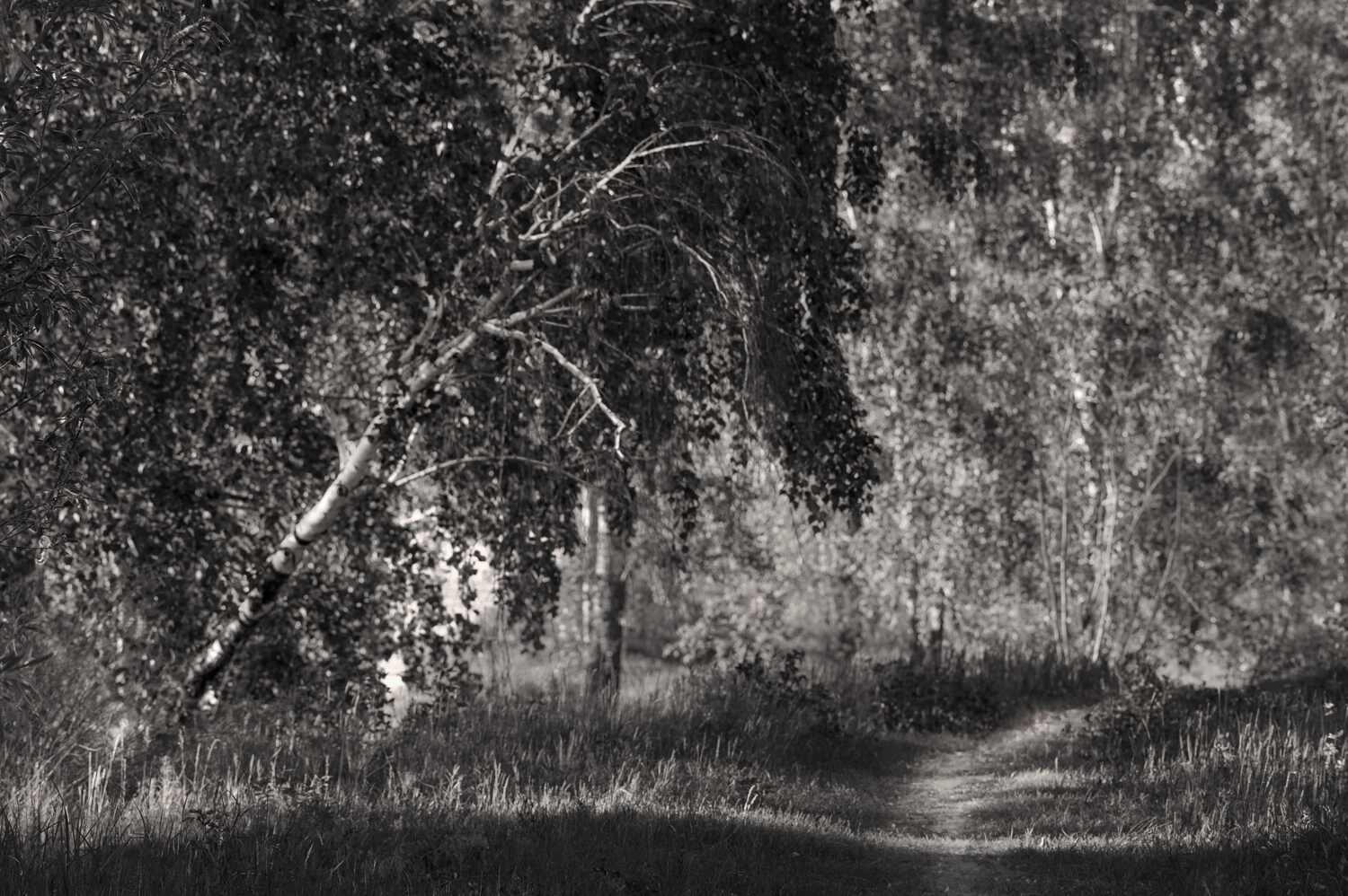 красноярск, татышев парк, Андреева Светлана