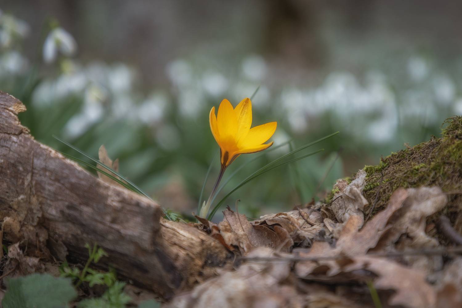 Крым, Гусева Елена