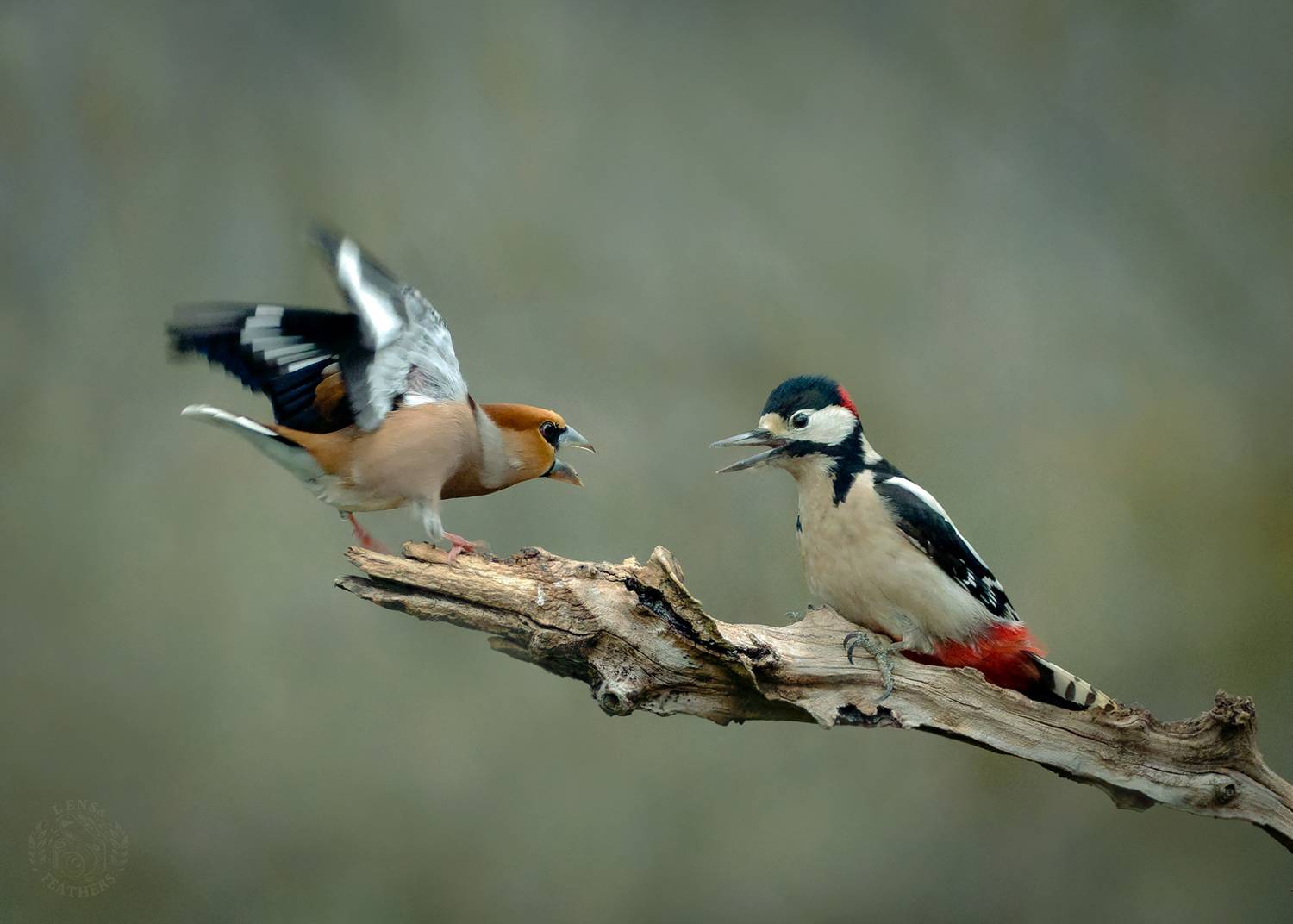 , Евгени Стефанов