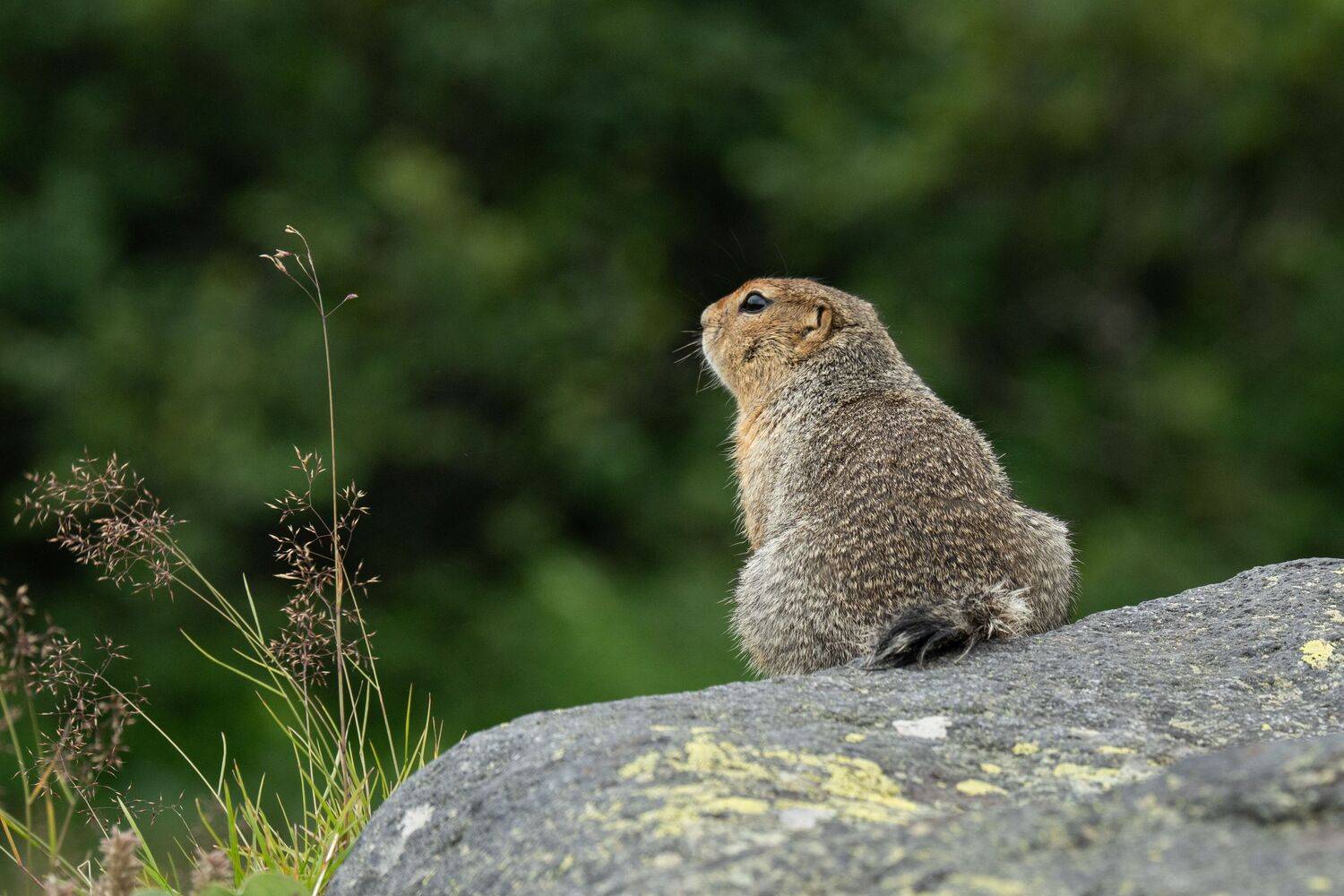 , Андрей Гусаров