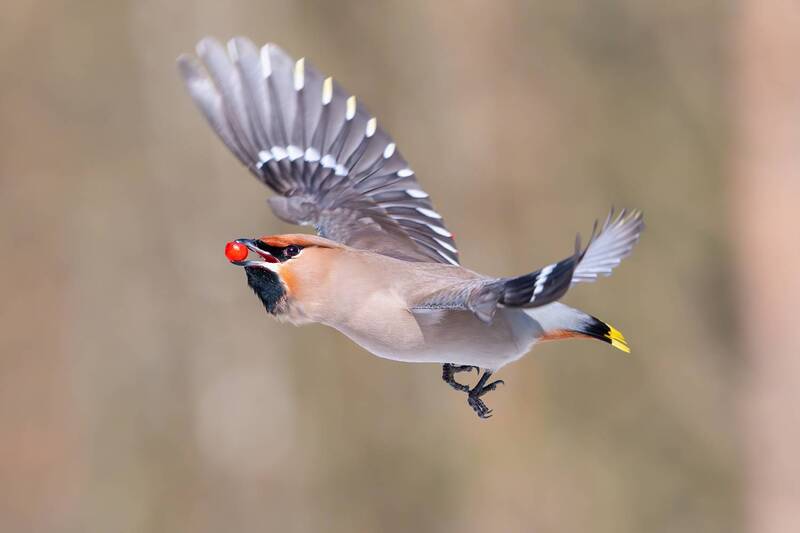 Обыкновенный свиристель — Bombycilla garrulus. фото превью