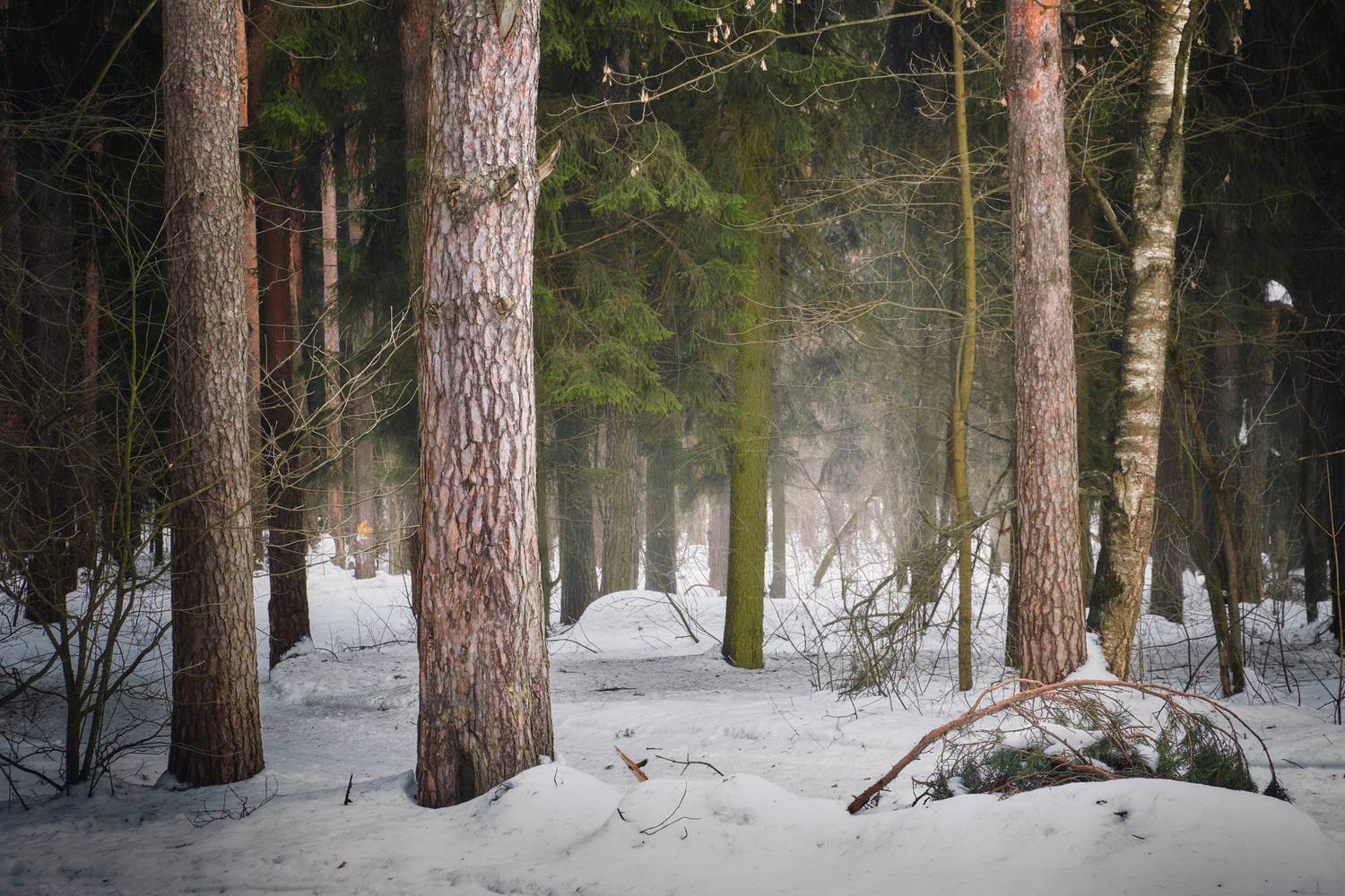 лес, зима, снег, Валерий Вождаев