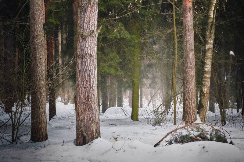 лес, зима, снег В зимнем лесу фото превью