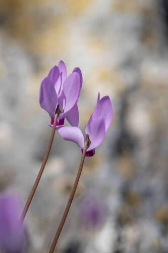 cyclamen flowers