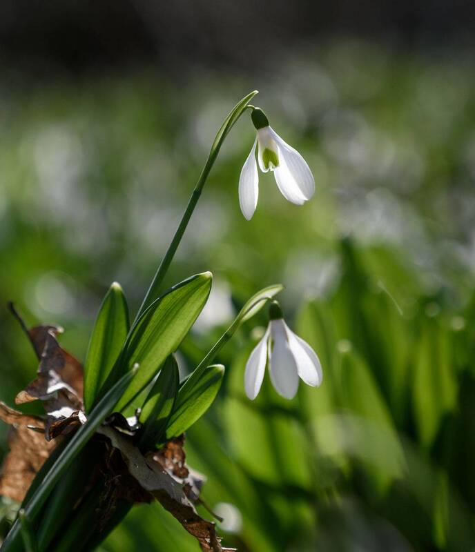 Время весны фото превью