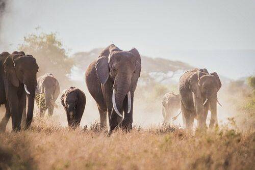 СЛОНЫ АМБОСЕЛИ