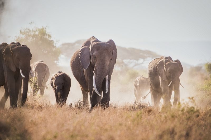 Кения, Африка СЛОНЫ АМБОСЕЛИ фото превью