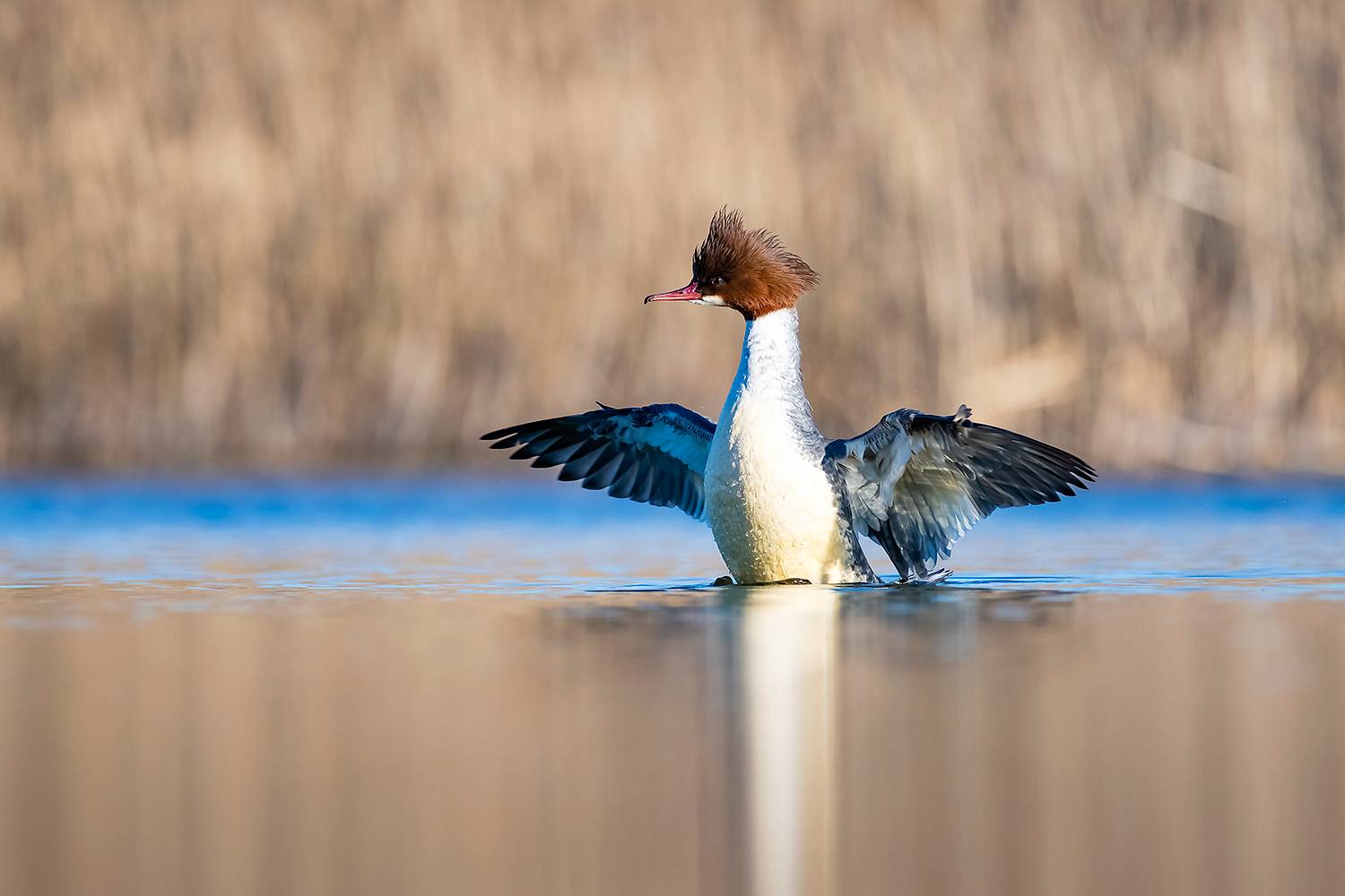 , Абросимов Александр