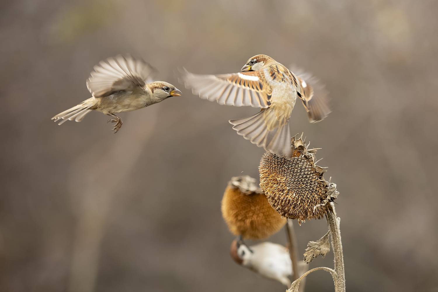 , Валерий Черняк