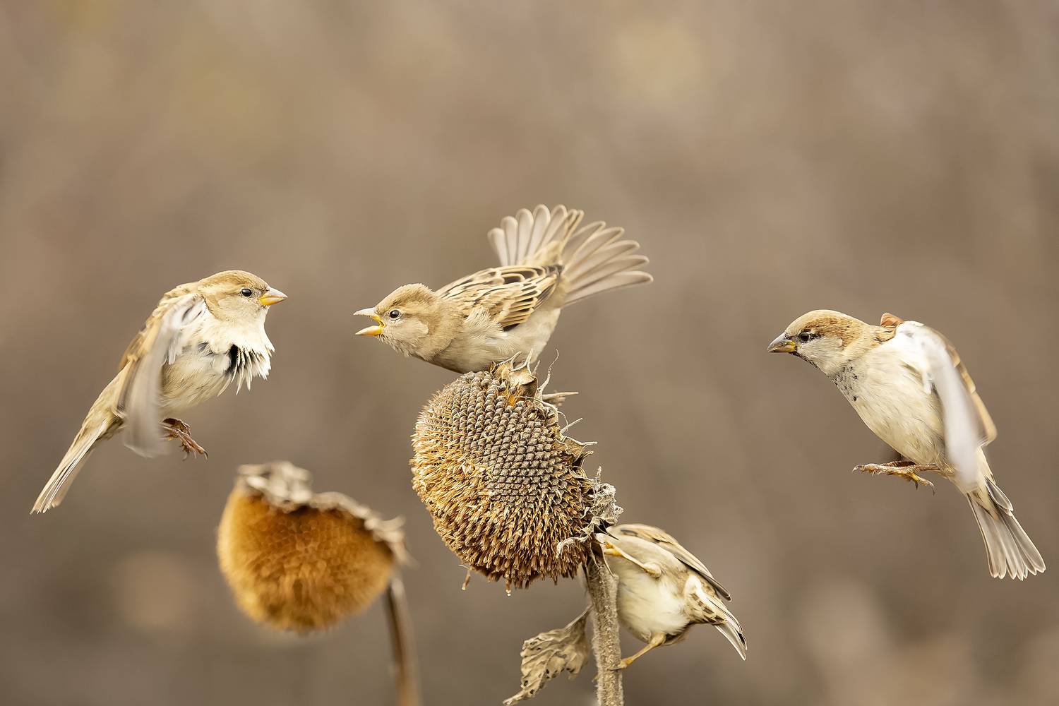 , Валерий Черняк