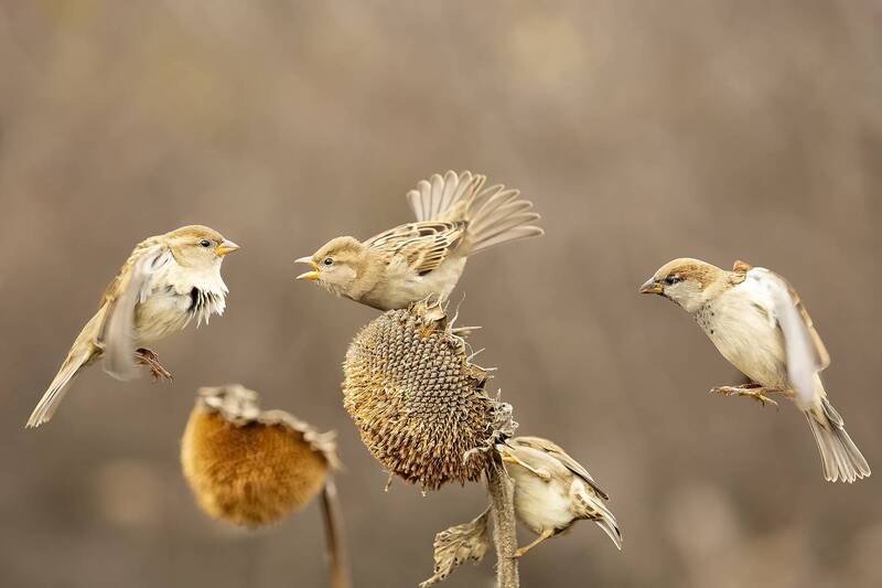 *** фото превью