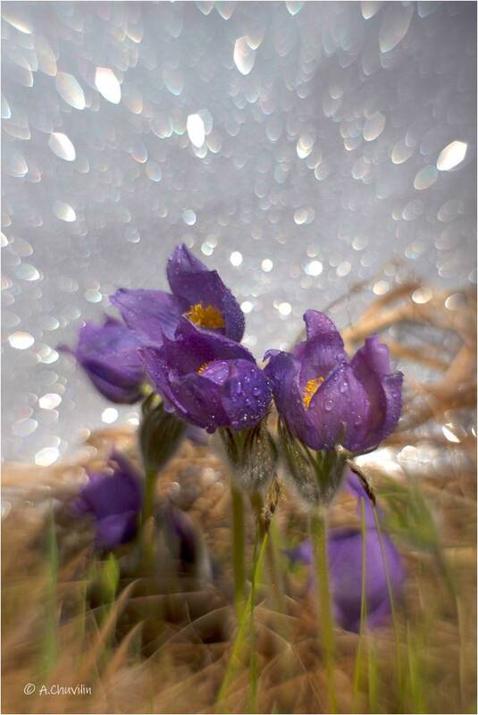 сон, цветы, весна Сон фото превью
