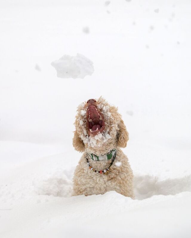 Benji фото превью