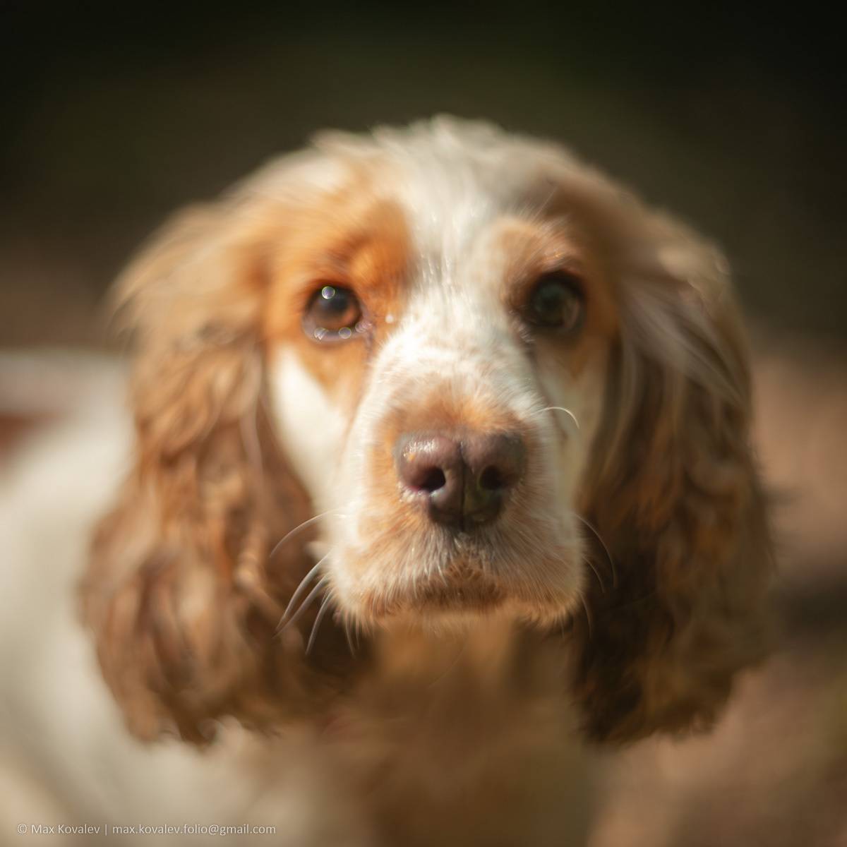 animal, gaze, glance, look, portrait, summer, взгляд, животное, лето, парк, портрет, собака, солнечно, спаниель, dog, Максим Ковалёв