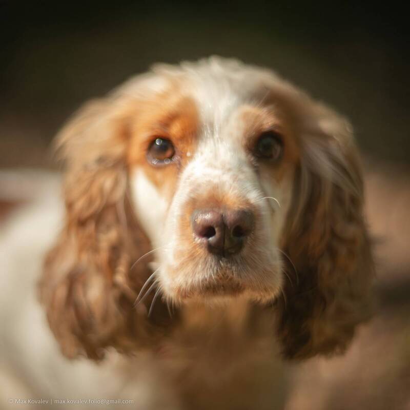 animal, gaze, glance, look, portrait, summer, взгляд, животное, лето, парк, портрет, собака, солнечно, спаниель, dog .. фото превью
