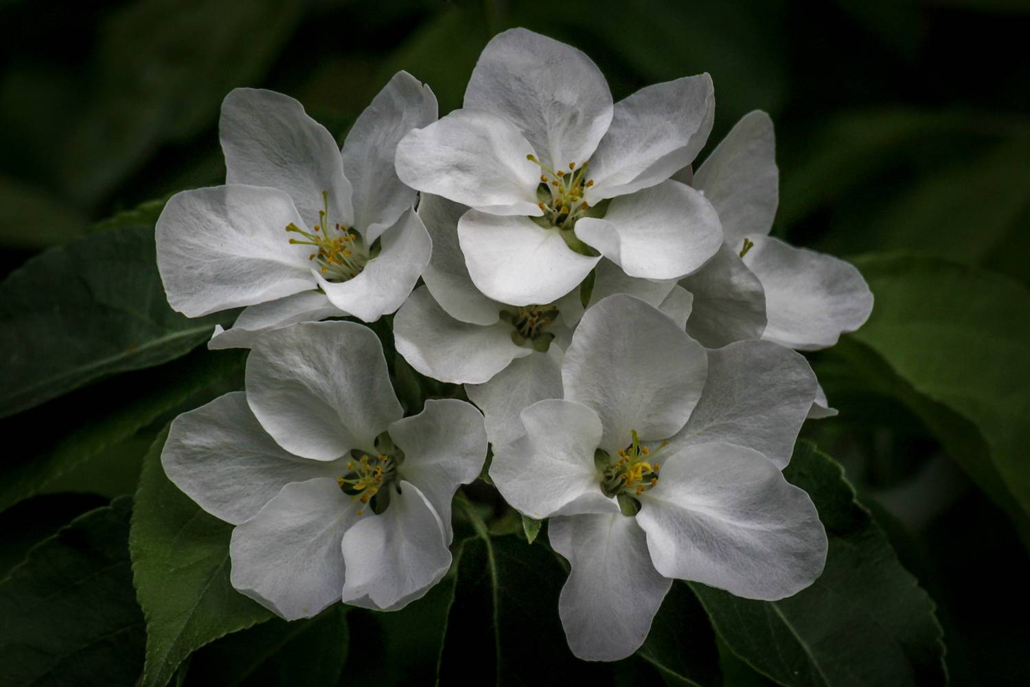 , Алексеев Сергей