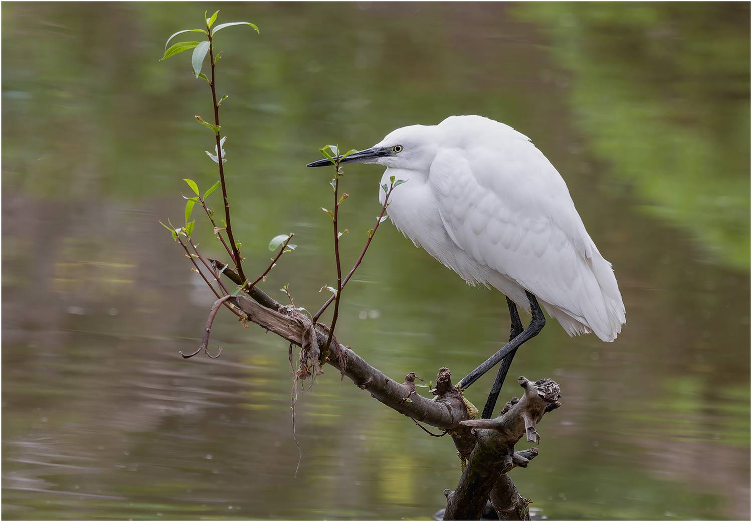 цапля, птица, Alexsandr Grigoriev