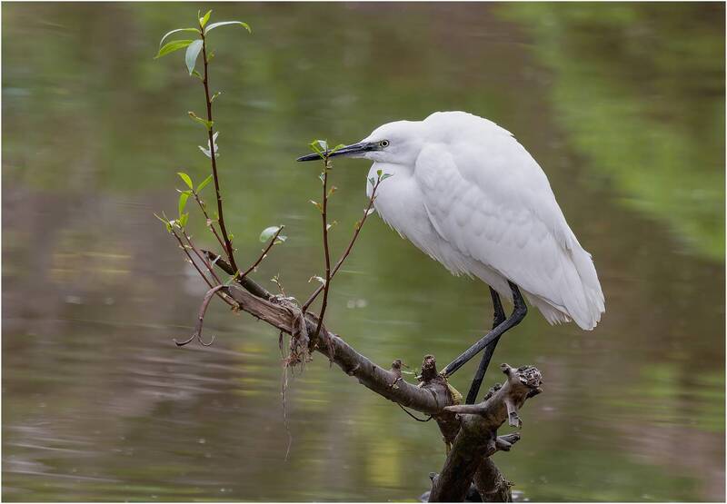 цапля, птица Малая белая цапля. фото превью