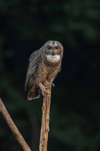 Nature’s nocturnal masterpiece ?