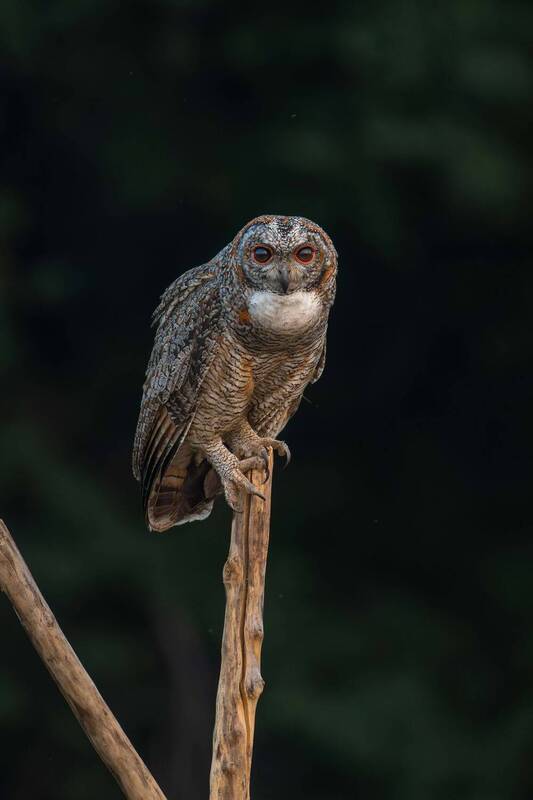 Nature’s nocturnal masterpiece ? фото превью