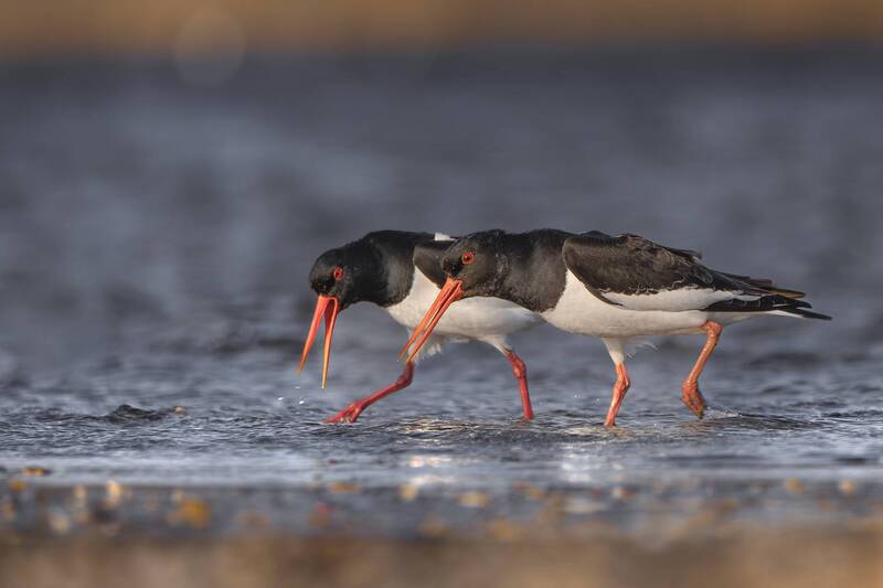 Бежим скорее - там много вкусного! фото превью