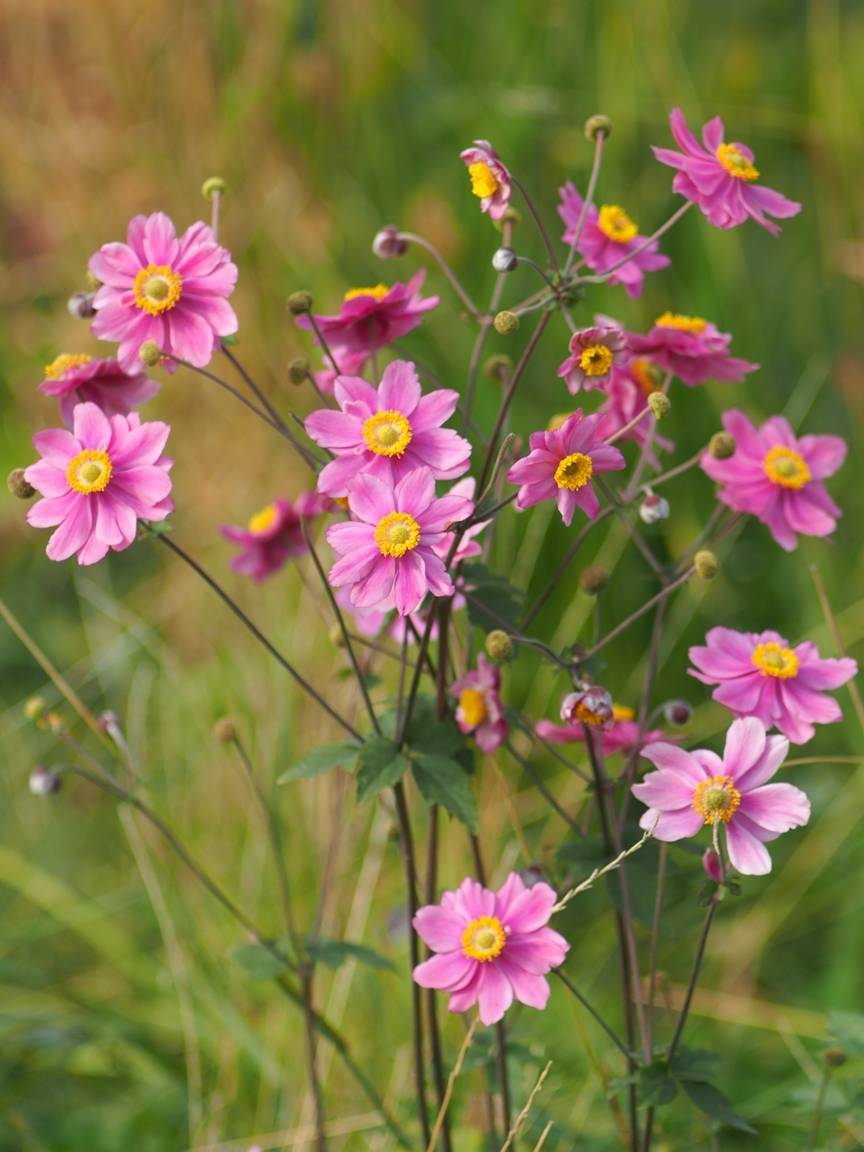 природа, макро, Вязовцев Андрей