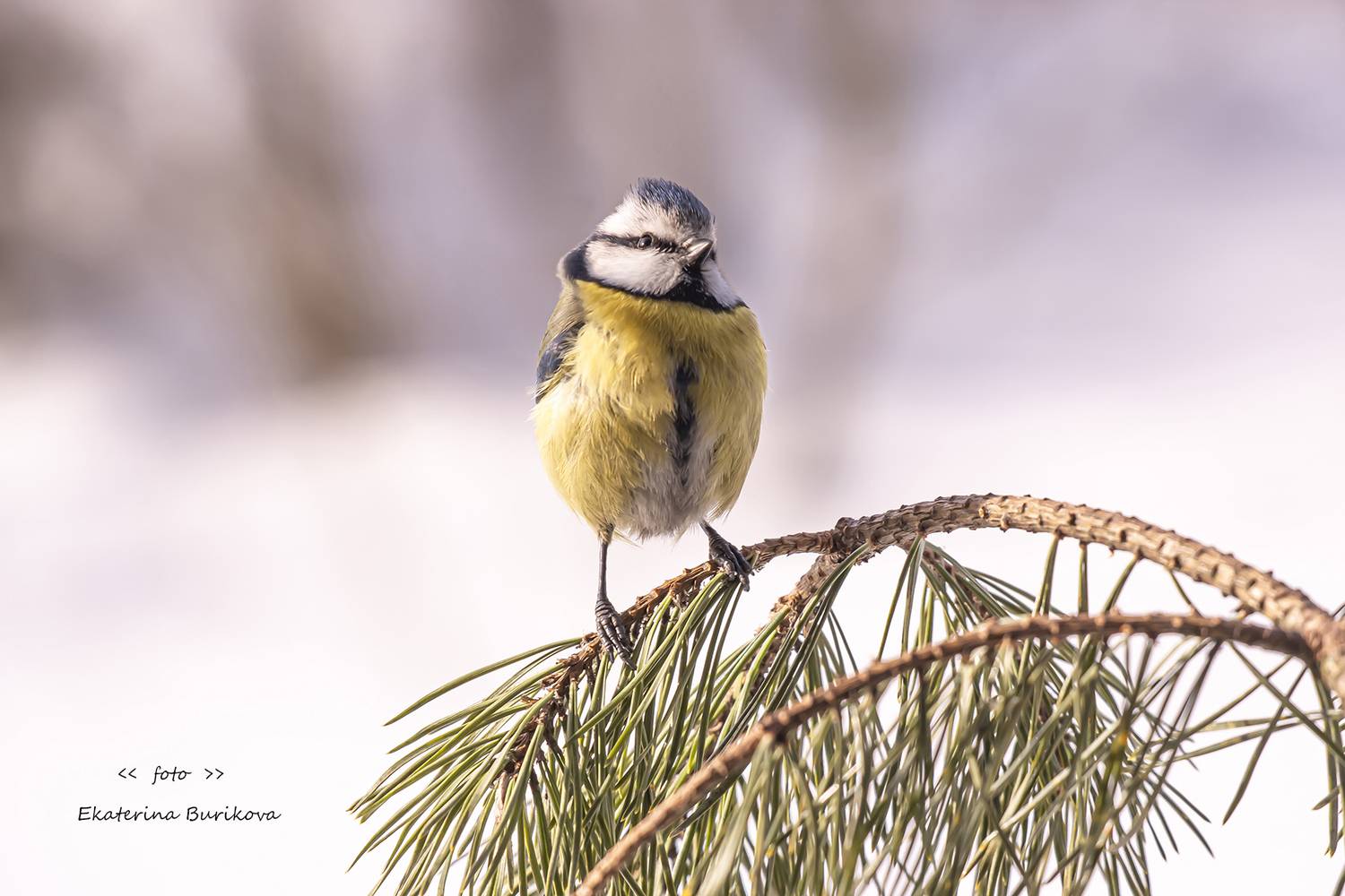 , Бурикова Екатерина