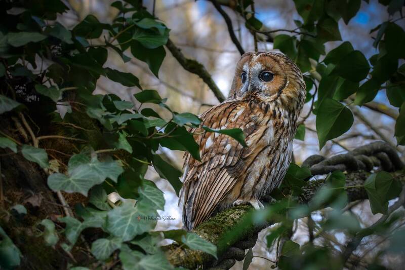 фотоохота, сова, неясыть, серая неясыть, птица Он оглянулся посмотреть, не оглянулась ли она... фото превью