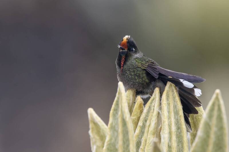 Rainbow-bearded Thornbill фото превью