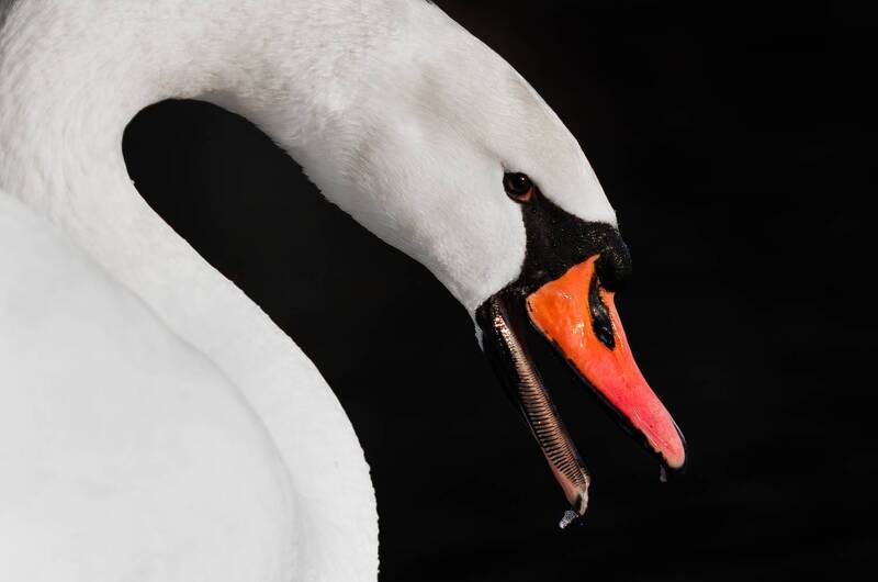 Лебедь фото превью