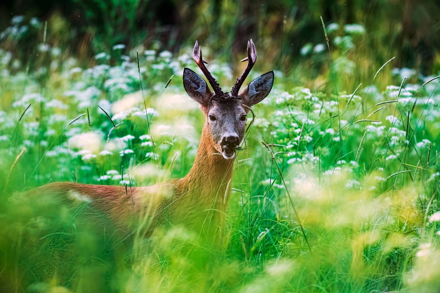 , Павел Ныриков