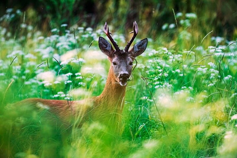 Косулик есть сочную травку фото превью