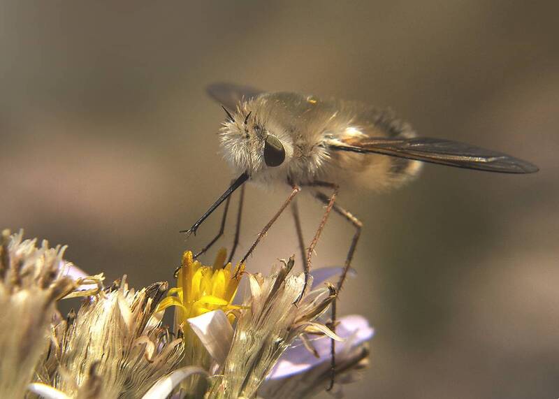макро, жужжало большой Муха жужжало фото превью