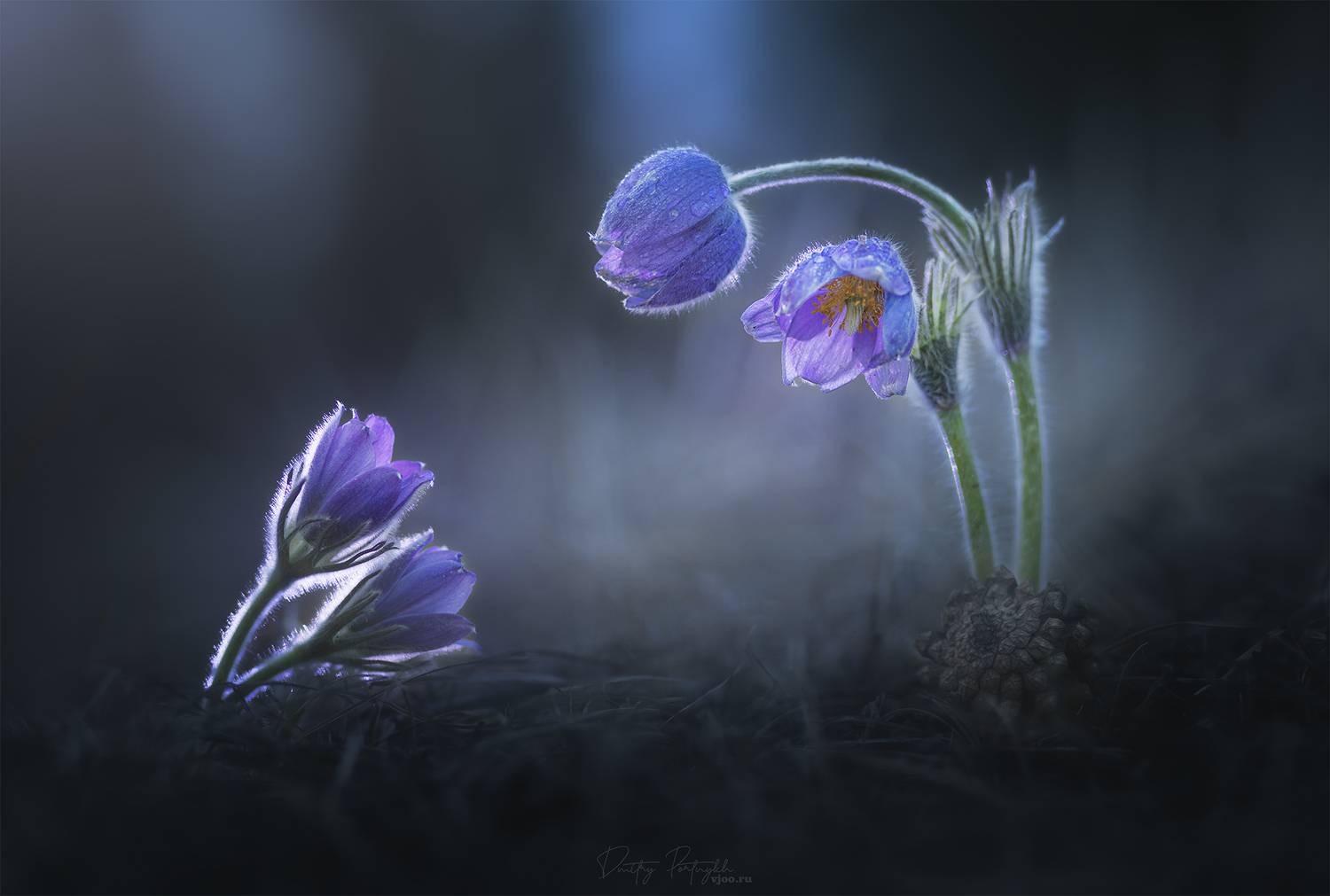 , Портных Дмитрий