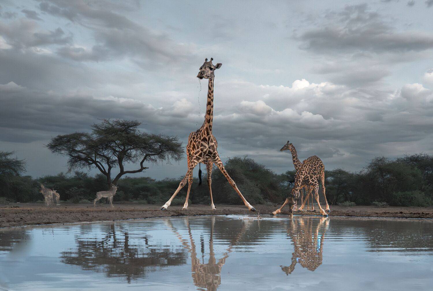 Кения, Сулоев Алексей