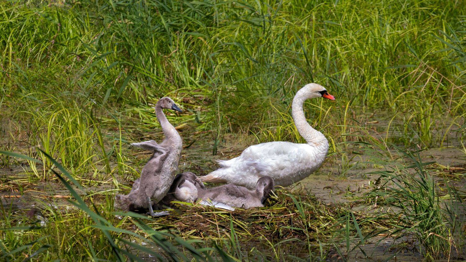 , Ушаков Валерий