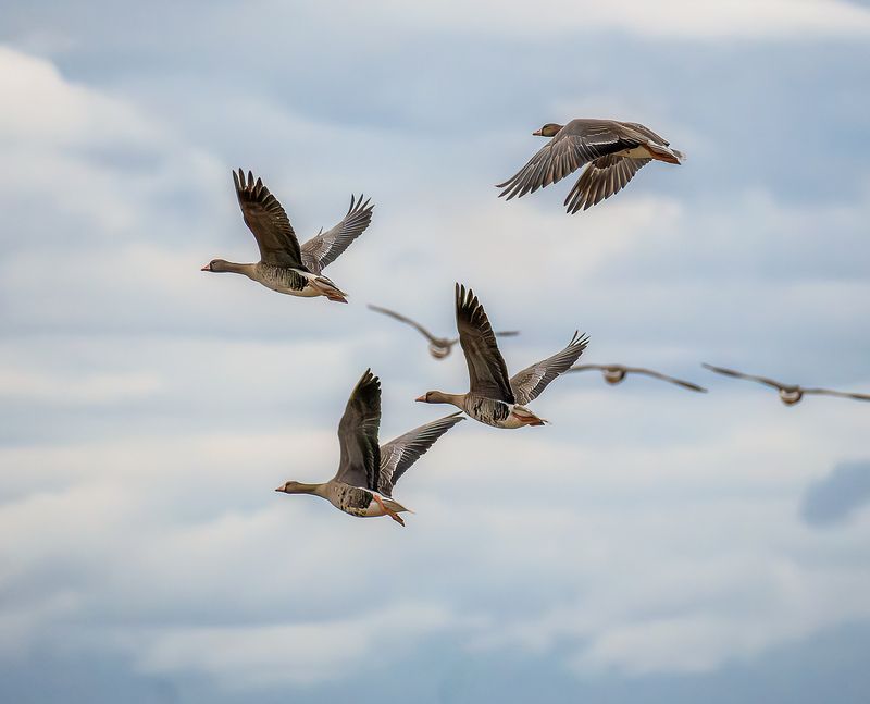Летят, летят по небу гуси... фото превью