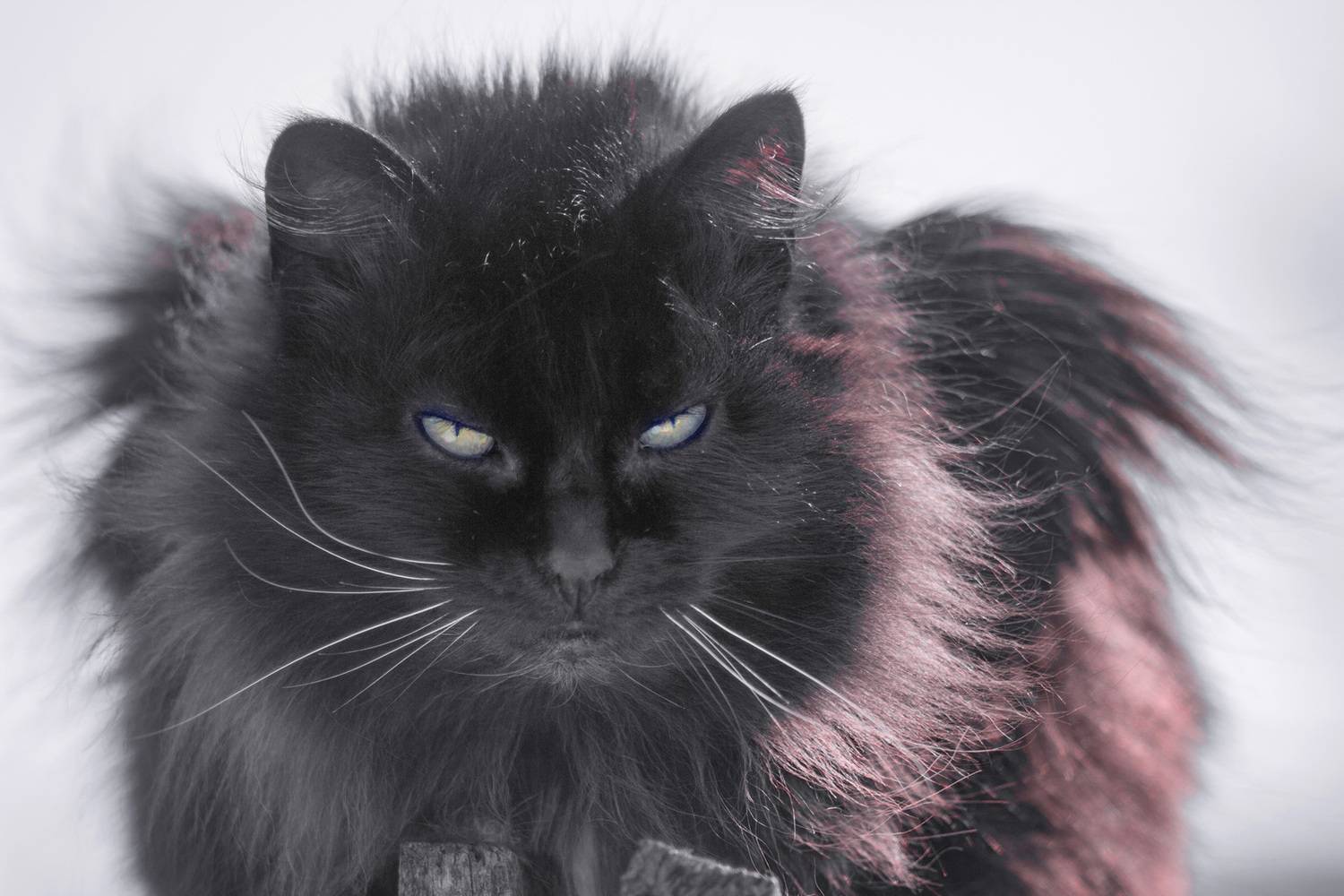 кошка, Александр Канцур