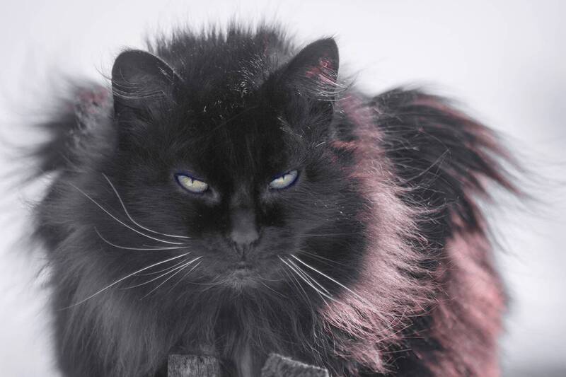 Это вам не пуси-муси. фото превью