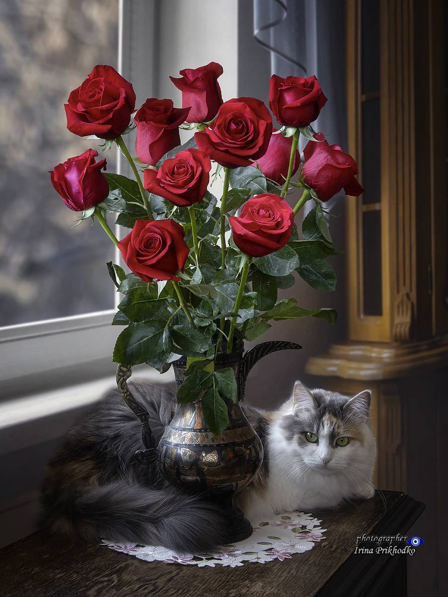 домашние животные, питомцы, кошки, букеты, розы, Приходько Ирина
