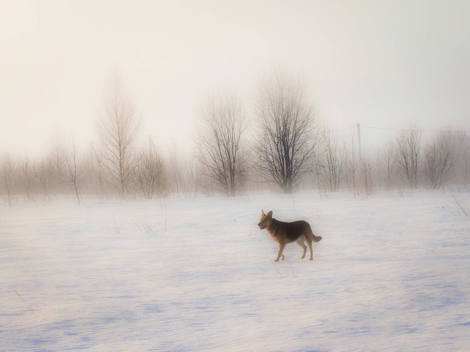 , Кондрашова Светлана