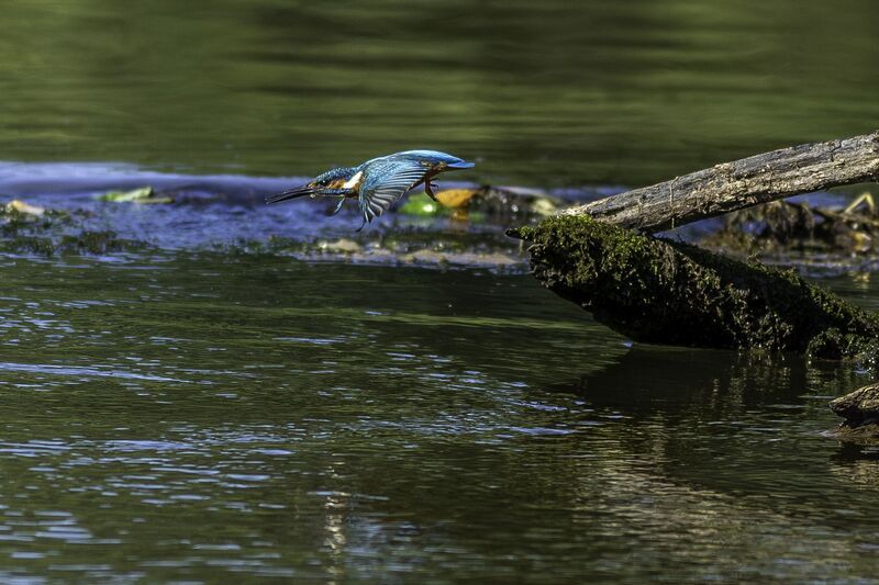 Охота зимородка. фото превью
