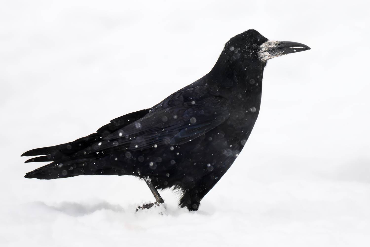 , Полина Шальнева