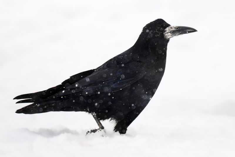 Грач фото превью