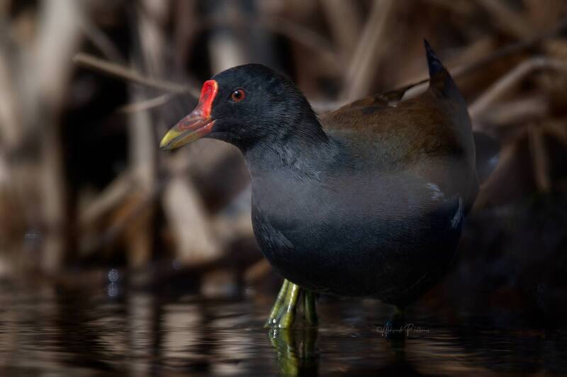 wildlife Живущая в зарослях камыша фото превью