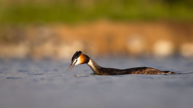 Great crested grebe фото превью