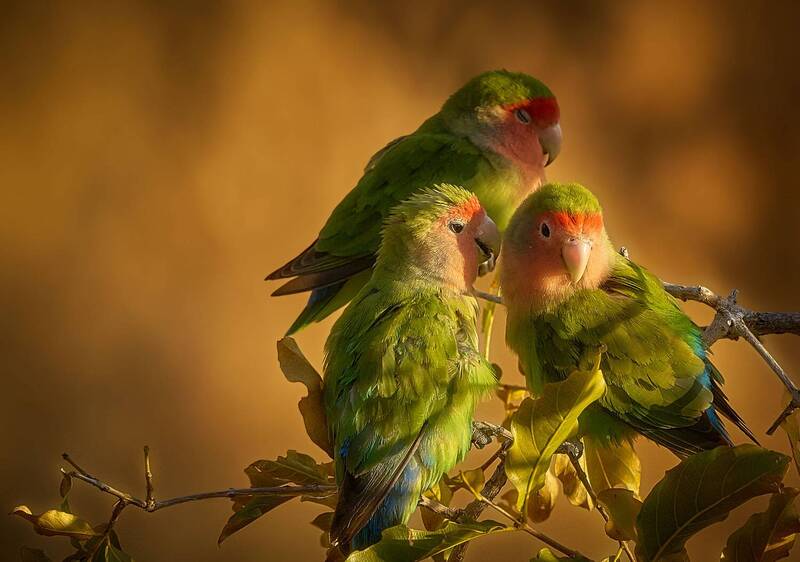 Намибийские истории... фото превью