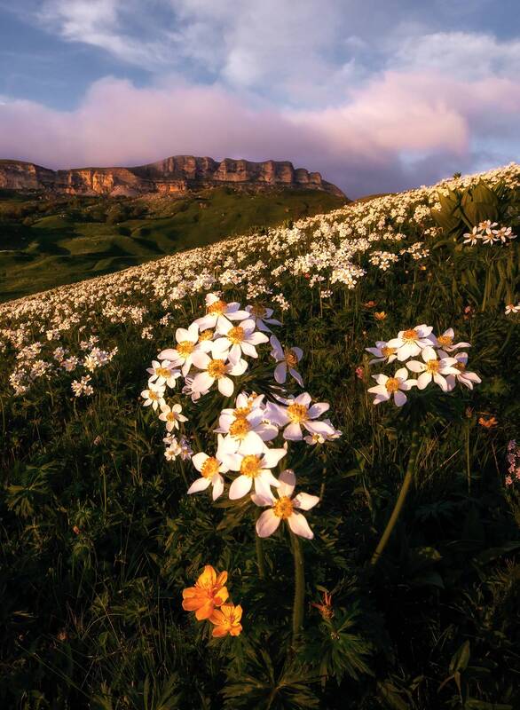 кавказ, карачаево-черкесия, кчр, гумбаши, гум-баши, цветы, цветение, анемоны, горные цветы, скалистый хребет Цветущая поляна фото превью