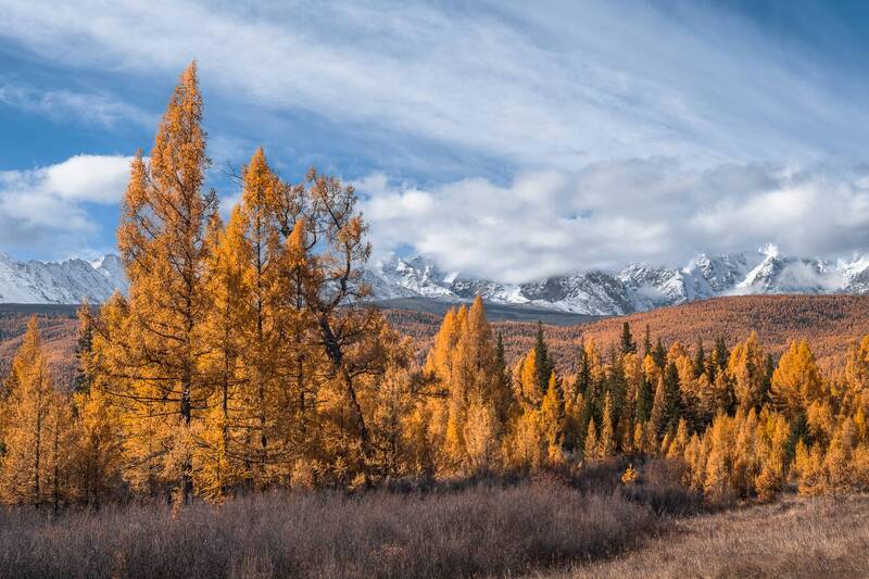 россия, горный алтай, лиственницы, горы, осень, утро Осенние лиственницы фото превью